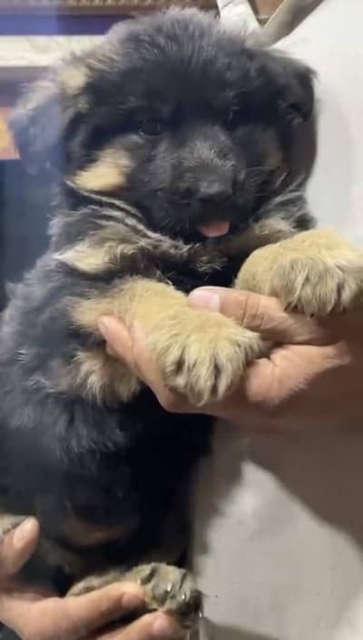 German Shepherd Long Coat