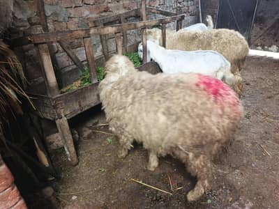 دو عدد راجن پور بکری ایک عدد ساہیوال پھڑ