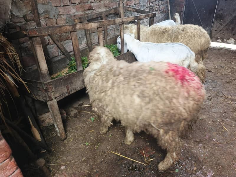 دو عدد راجن پور بکری ایک عدد ساہیوال پھڑ 0