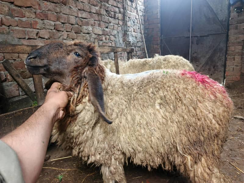 دو عدد راجن پور بکری ایک عدد ساہیوال پھڑ 1