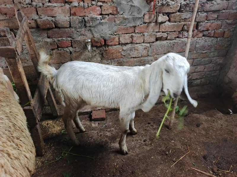 دو عدد راجن پور بکری ایک عدد ساہیوال پھڑ 4