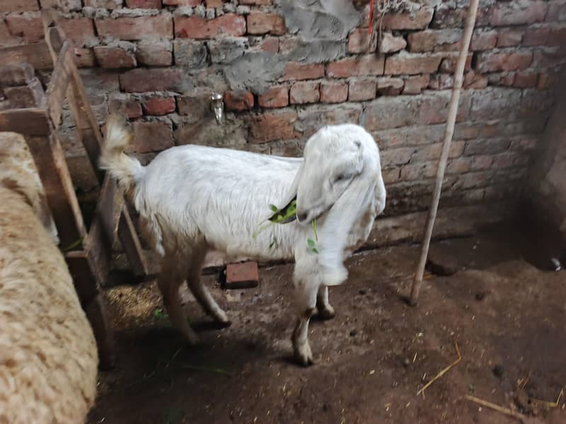 دو عدد راجن پور بکری ایک عدد ساہیوال پھڑ 5