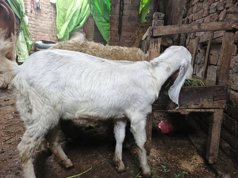 دو عدد راجن پور بکری ایک عدد ساہیوال پھڑ 6