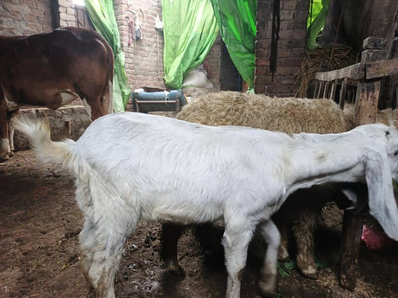 دو عدد راجن پور بکری ایک عدد ساہیوال پھڑ 7