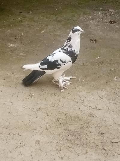 Gubara BREEDER PAIR WITH PAMOZING AND TEDDY CROSS MALE FOR SALE.