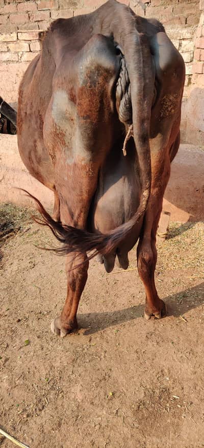 Milki Cow For sale - gaaye for sale