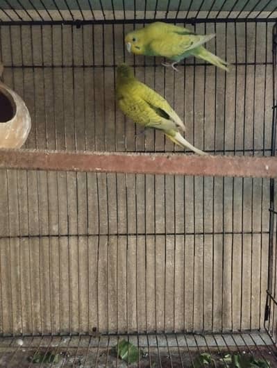 rainbow  breeder pair