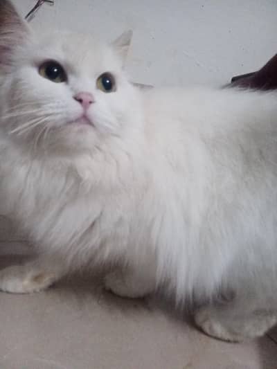Persian Cat Triple Coat call 03014047153