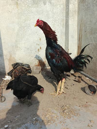 thai +Pakistani coros ma hy long hight hy