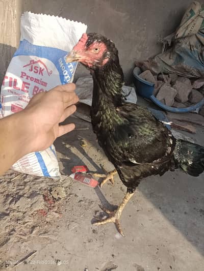 pure Aseel kamalia murgi.