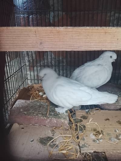 English long face pair for sale.