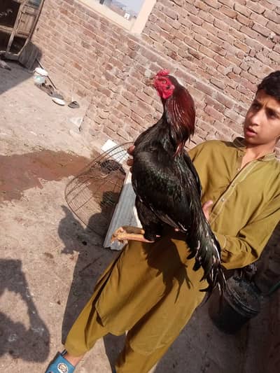 Aseel Mianwali Nasal ka Shandar Murgha