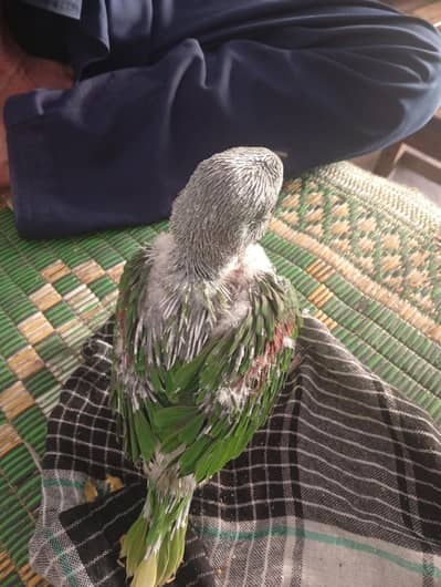 raw parrot mail contact number 03060685791