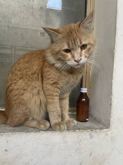Ginger persian male cat