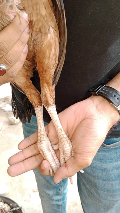 Aseel Mianwali madian