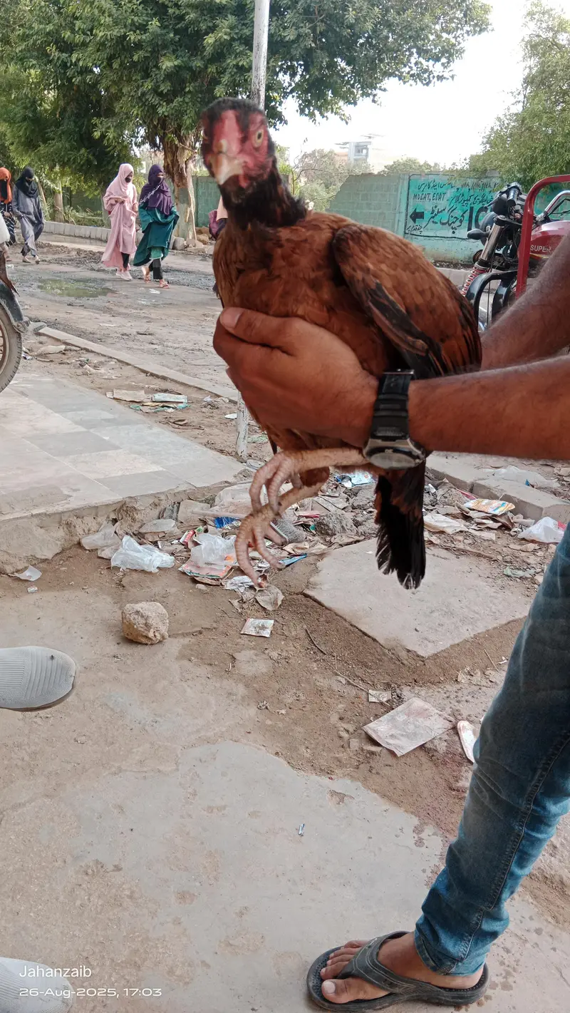 Aseel Mianwali madian — photo 2