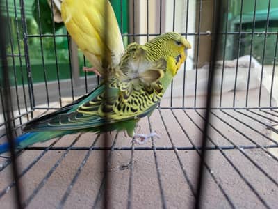 Hogoromo budgies