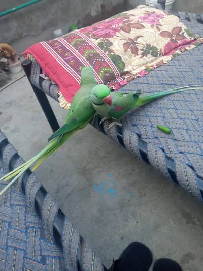 raw parrot pair sale