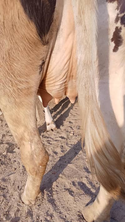 hamary han gaban taror aur liyari ghayah dastiyab hai