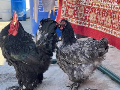 Black Buff Pair - Urgent Sale