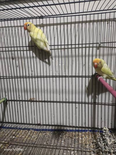 creamino+ decino with chicks