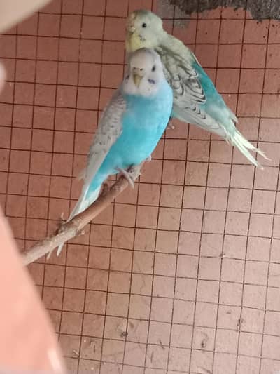 female budgies ready to breed