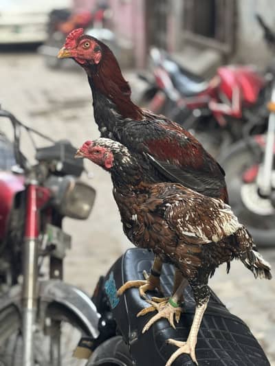 Aseel pair for sale lakha male chini female