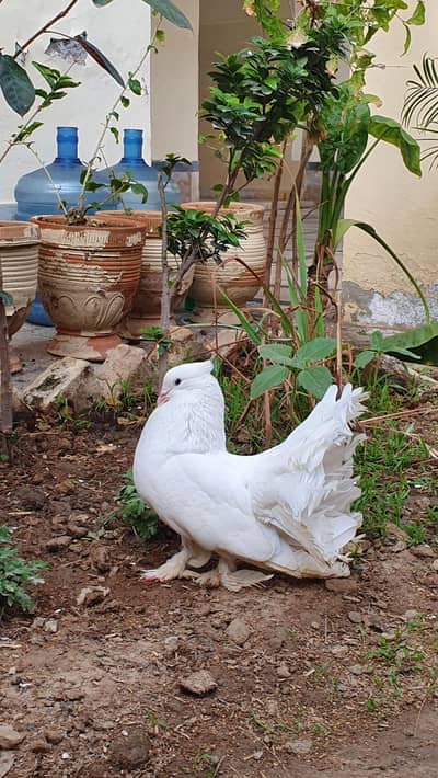 BREEDER AMERICAN FANTAIL PAIR