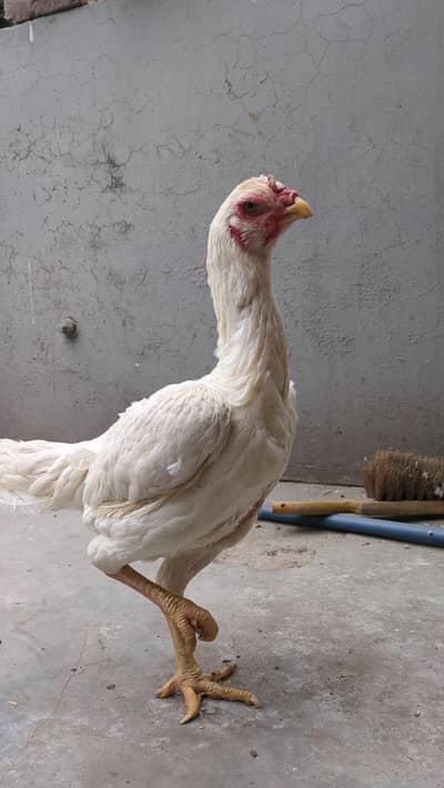 White Japanese O shamoo female for sale