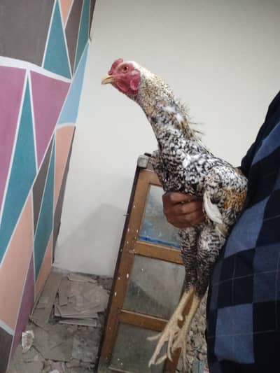 parrot beak chicks pair  shamo patha or pakistani patha urgent sale