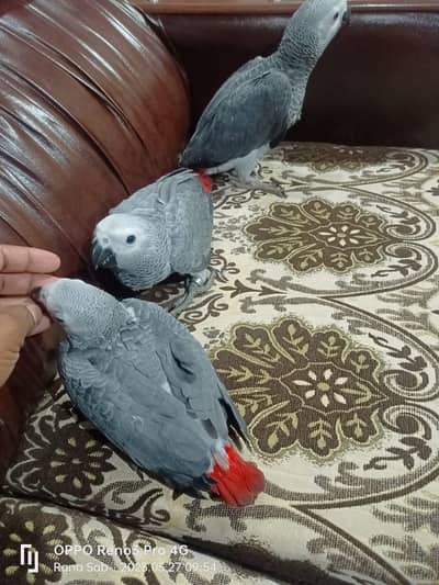 African grey parrot chicks for sale 03244339657