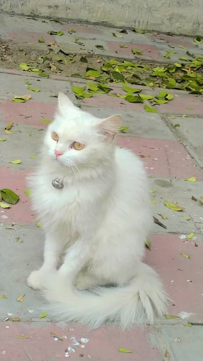 Friendly Home Pet Cat Available