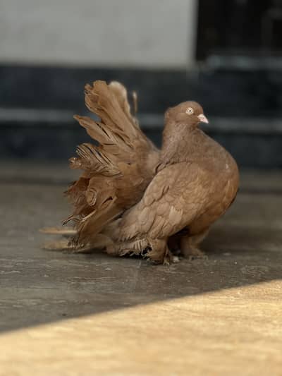 American fantail chicks pair
