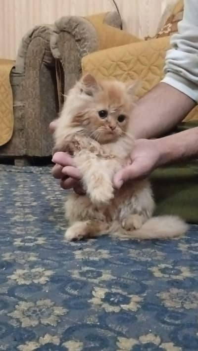 Persian kittens up for sale.