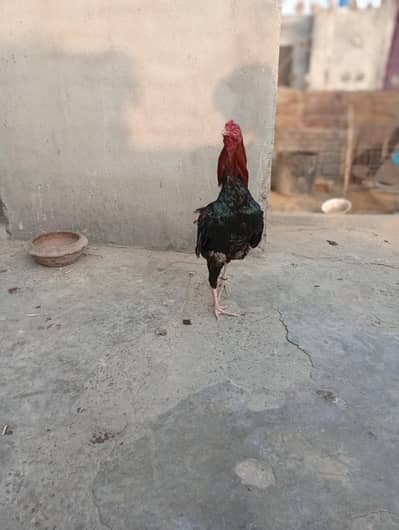 Aseel pair for  sale