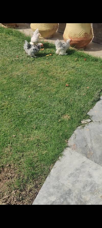 blue molted  bantam 2 males