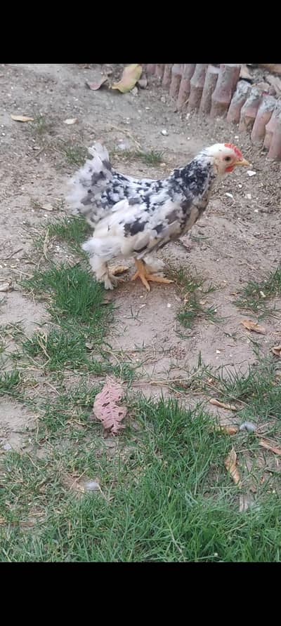 blue molted  bantam male