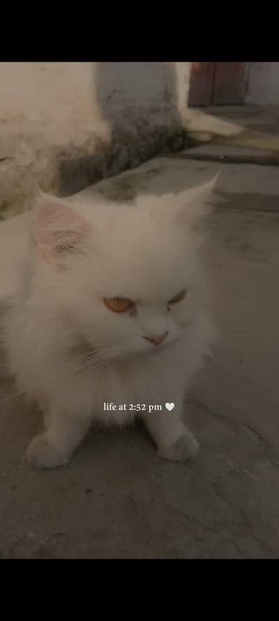 full health and active cats available