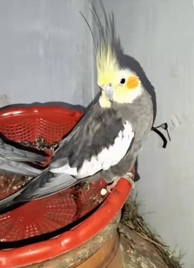 breeding pair of cocktail love birds budgies all parrot available