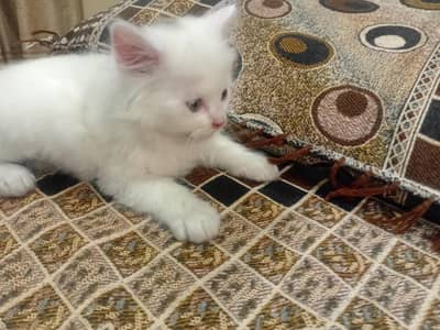 Triple coat kittens 0300-8522928