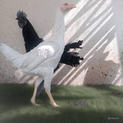 healthy and active ayam cemani murga