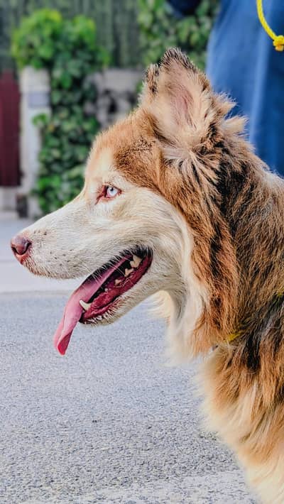 Pure Brown blue eyes Husky