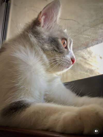 Persian Kitten For Sale