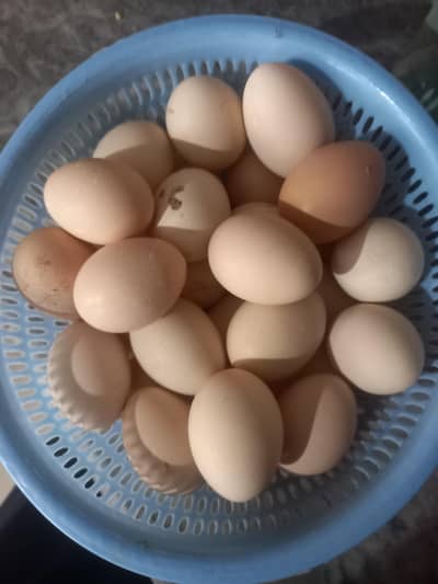 aseel hens eggs