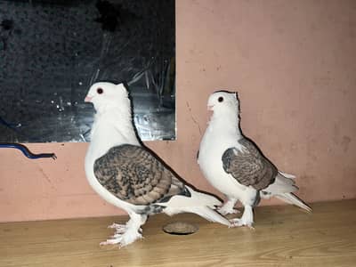 sintinet breeder bear red eyes affordable price top quality