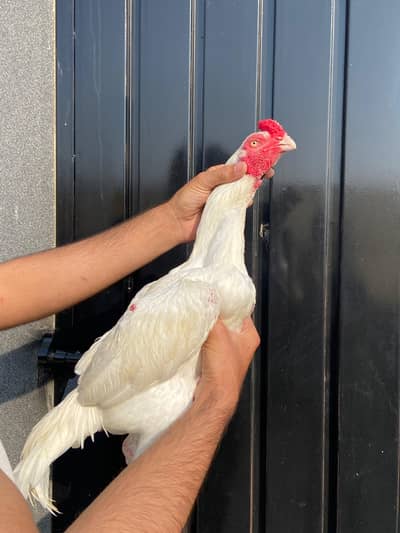Old blood heera aseel male female /white aseel /lakhy aseel chicks