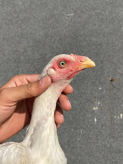 Old blood heera aseel male female /white aseel /lakhy aseel chicks