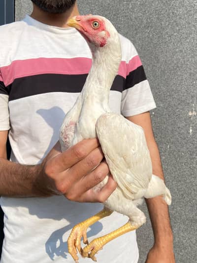 Old blood heera aseel male female /white aseel /lakhy aseel chicks