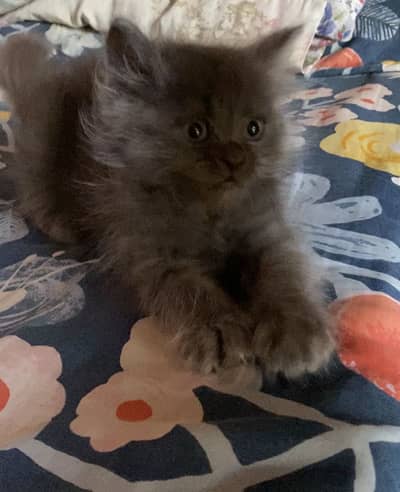 Male Grey litten urgent sale