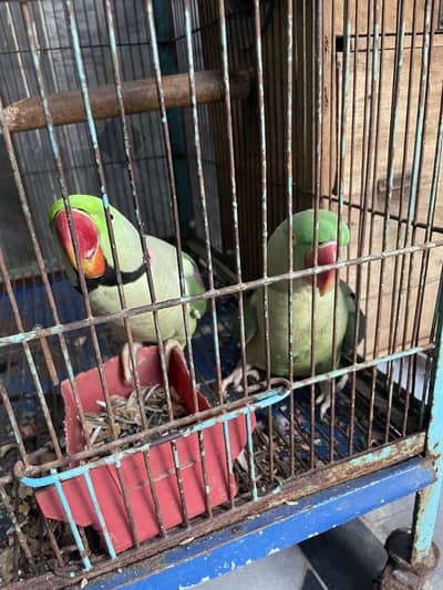 Raw breeder pair with eggs